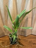 Cattleya Lc. Mary Elizabeth Bohn 'Royal Flare (4.5" pot) - Image 9
