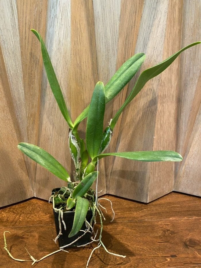 Cattleya Lc. Mary Elizabeth Bohn 'Royal Flare (4.5" pot) - Image 9
