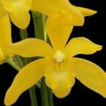 Cymbidium Golden Vanguard Emperor Multi Growths (4.5" pot)