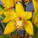 Cymbidium Milton Carpenter 'Everglades Gold' FCCAOS Blooming Size  (4" pot)