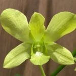 Dendrobium Light Green (4" pot)