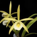 Epc. Lime Sherbet x B. Nodosa (4N) 4" pot