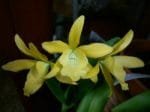 Eplc. Golden Sunburst (4" pot)