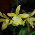 Eplc. Golden Sunburst (4" pot)