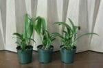 Eplc. Golden Sunburst (4" pot) - Image 3