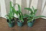 Eplc. Golden Sunburst (4" pot) - Image 4