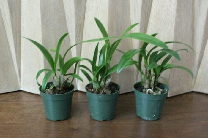 Eplc. Golden Sunburst (4" pot) - Image 5