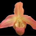 Phrag. QF Makana (Eric Young x QF  Kamakakilo Tyler) (3.5” pot)