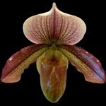 Paph. Wadii x King Charles (3.5” pot)