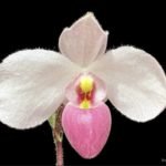 Paph. Delenatii Reg x Delenatii Dunkel (BS, 2” pot)