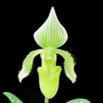 Paph. Fowliei v. album (Multi-Growths, 2" pot)