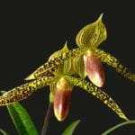 Paph.  Lantha Stage (sukhakulii x rothschildianum) BS (2" pot)