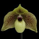 Paph. Ma Belle (2" pot)