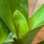 Paph. Magic Mooc 'Alan Napper x Kimberley Szabo) x ....  IN BUD (3.5" pot)