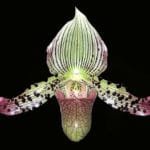 Paph. QF Ekolu (dixlerianum x argus) (2" pot)