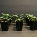 Paph. QF Hina (Wossner China Moon x delenatii alba) (2" pot)