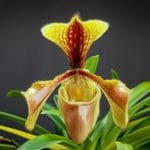 Paphiopedilum Villosum var. Alba (2" pot)