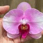 Phalaenopsis Pink Lady (4.5" pot)
