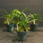 Phrag. QF Nohea (Patti McHale x Naukana Kealoha) (Muti-Growths, 5" pot)