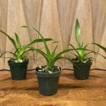 Phragmipedium QF Halia (QF Kamakalio Tyler x kovachii) BS (4" pot)