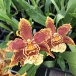 Wils. Tan Treasures  (3" pot)