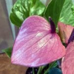 Anthurium Mini Purple 4" pot