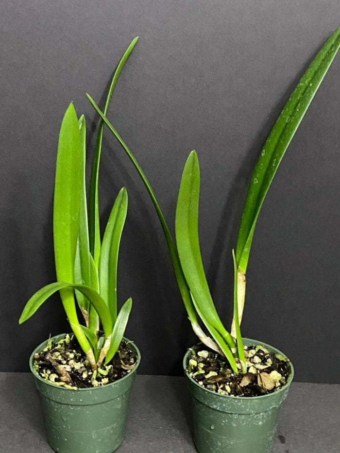 Bc. Yu Toung Star 'No 2' - Pink Nodosa Type BS (3" pot) - Image 4