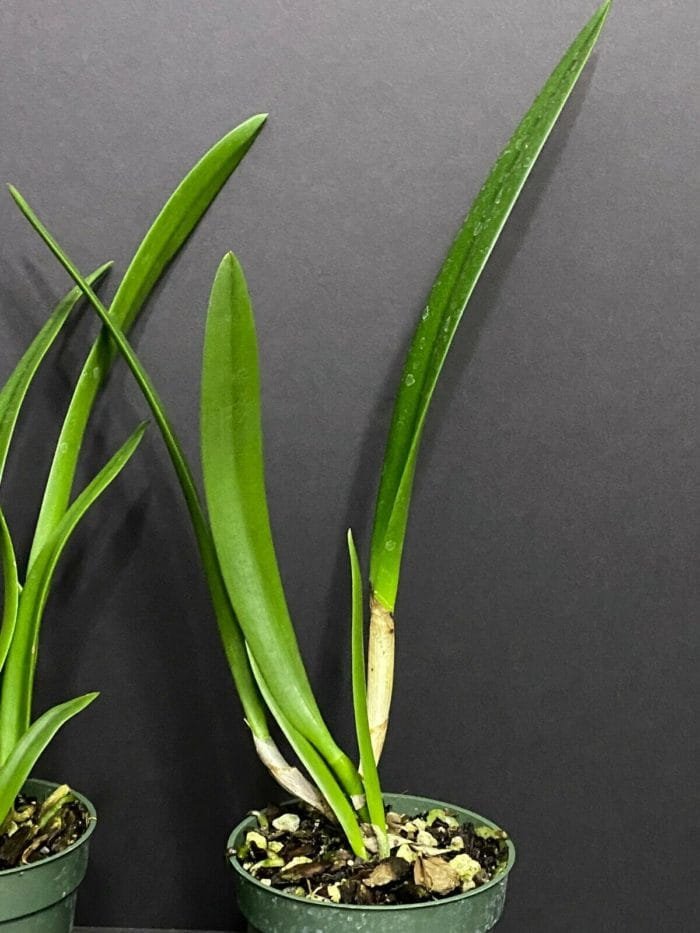 Bc. Yu Toung Star 'No 2' - Pink Nodosa Type BS (3" pot) - Image 6