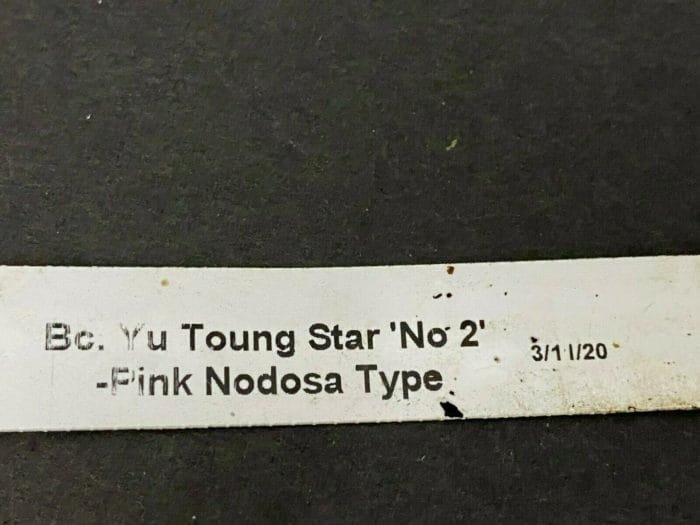 Bc. Yu Toung Star 'No 2' - Pink Nodosa Type BS (3" pot) - Image 7
