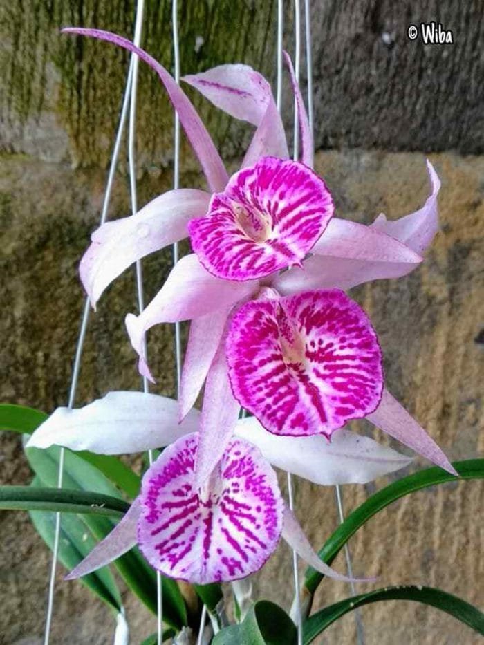 Bc. Yu Toung Star 'No 2' - Pink Nodosa Type BS (3" pot) - Image 1