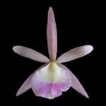 C. Summer Spot x B. Nodosa (IN BUD, 4" pot)