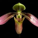 Paph Agape (appletonianum x urbanianum)