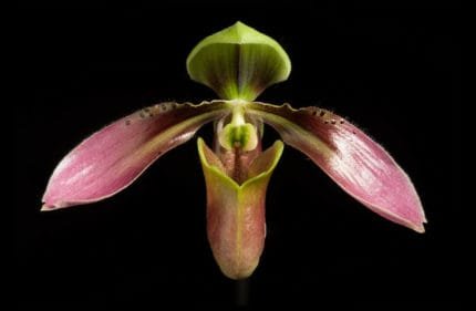 Paph Agape (appletonianum x urbanianum)