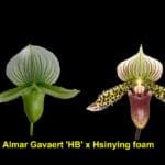 Paph. Almar Gavaert 'HB' x Hsinying foam IN BUD (3.5" pot)