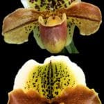 Paph. Ditchwater Sal 'Spotted' x Desert Rain 'Ringo' (3.5" pot)