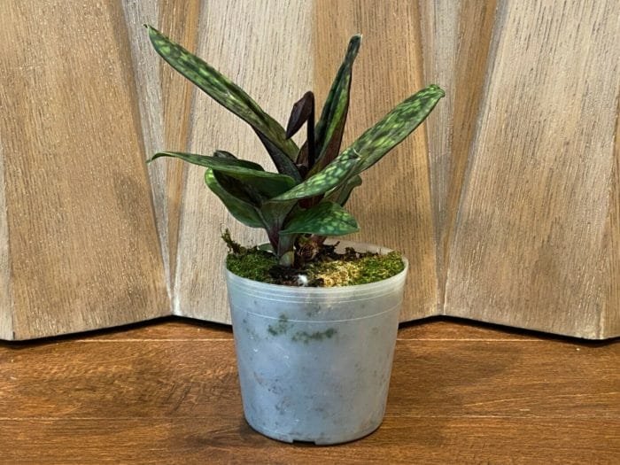 Paph. Hilo Viny 'Double' x Paph Hsinying Web 'Wide Petals' (3.5" pot) - Image 3