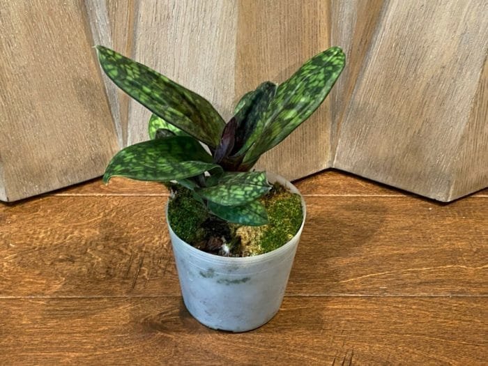 Paph. Hilo Viny 'Double' x Paph Hsinying Web 'Wide Petals' (3.5" pot) - Image 4