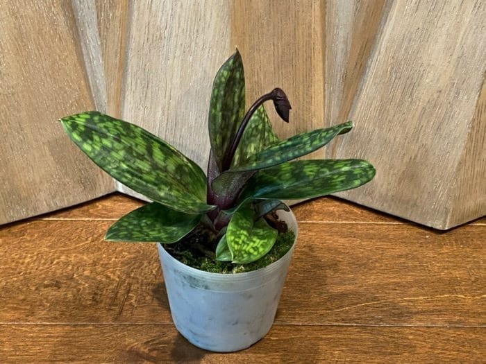 Paph. Hilo Viny 'Double' x Paph Hsinying Web 'Wide Petals' (3.5" pot) - Image 6
