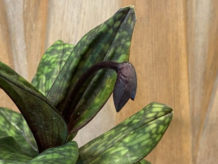 Paph. Hilo Viny 'Double' x Paph Hsinying Web 'Wide Petals' (3.5" pot) - Image 1