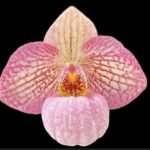 Paph. Misty Dell ( delenatii v. dunkel x Magic Lantern (2” pot)