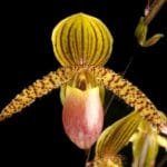 Paphiopedilum Caroline's Hands (3" pot)