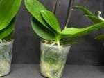 Phalaenopsis Dtps Lianher Scallops 2 Spikes (3.5" pot) - Image 11