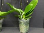 Phalaenopsis Dtps Lianher Scallops 2 Spikes (3.5" pot) - Image 12
