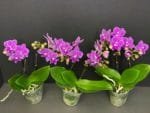 Phalaenopsis Dtps Lianher Scallops 2 Spikes (3.5" pot) - Image 13