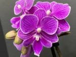 Phalaenopsis Dtps Lianher Scallops 2 Spikes (3.5" pot)