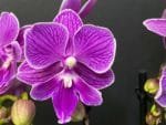Phalaenopsis Dtps Lianher Scallops 2 Spikes (3.5" pot) - Image 3