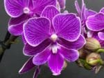 Phalaenopsis Dtps Lianher Scallops 2 Spikes (3.5" pot) - Image 4
