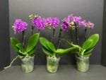 Phalaenopsis Dtps Lianher Scallops 2 Spikes (3.5" pot) - Image 5