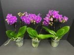 Phalaenopsis Dtps Lianher Scallops 2 Spikes (3.5" pot) - Image 6