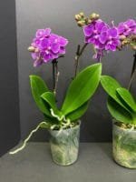 Phalaenopsis Dtps Lianher Scallops 2 Spikes (3.5" pot) - Image 7